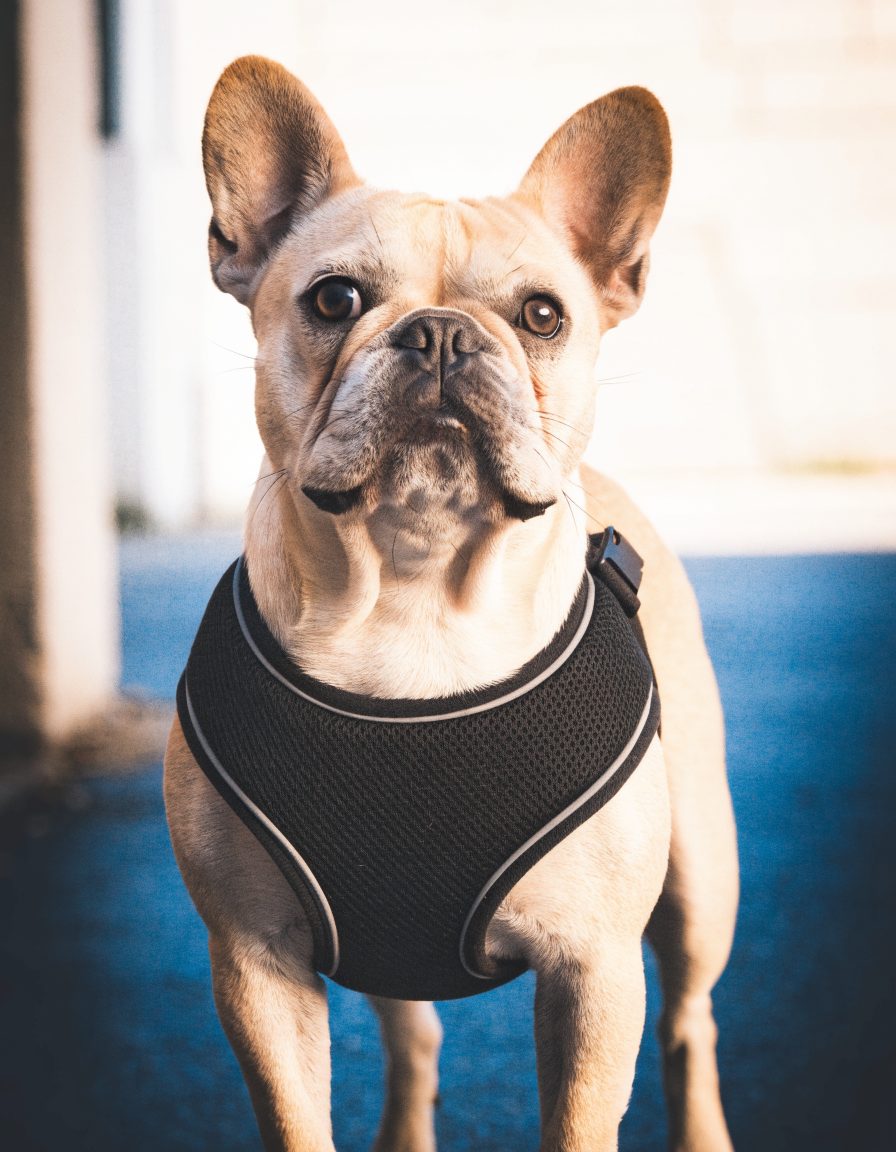 A French bulldog standing, wearing the black vest harness, chest plate in focus, throat open